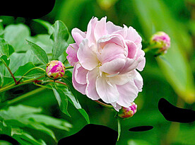 芍药花开