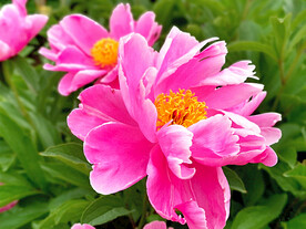 芍药花开