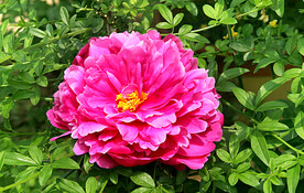 芍药花开