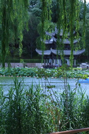 公园风景 垂柳风景 夏日风景 