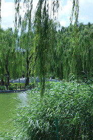 公园风景 
