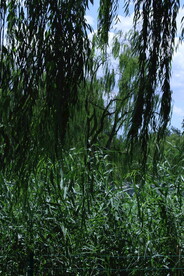 公园风景