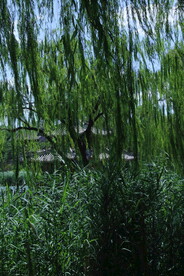 公园风景 