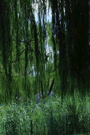 公园风景 