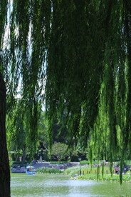 公园风景 