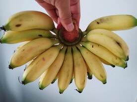 皇帝蕉