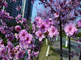 桃花   春天