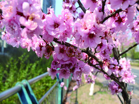 桃花   春天
