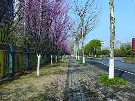 桃花 街道 路