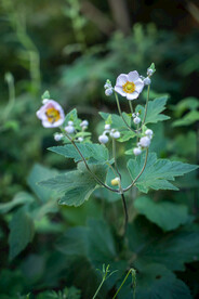 小花