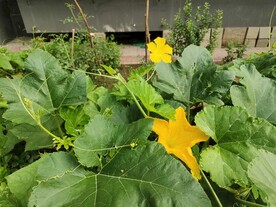  倭瓜 花