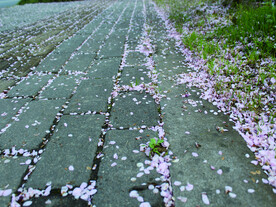 桃花   街道