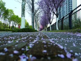 桃花   街道 