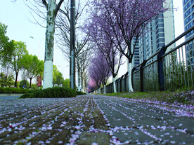 桃花   街道   
