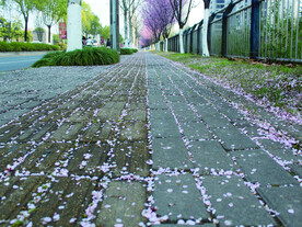 桃花   街道  