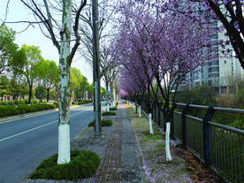 桃花   街道
