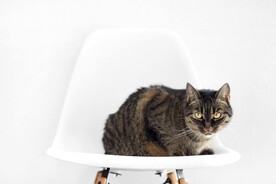 白色座椅上的小黑猫