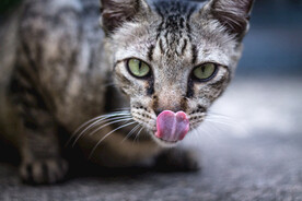舔舌头的小猫