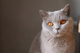 发呆的小猫咪