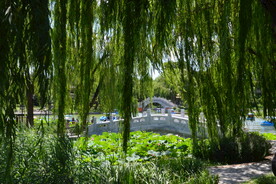 公园风景
