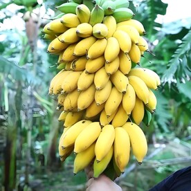 香蕉