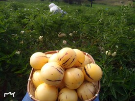人参果