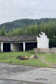 两头水牛