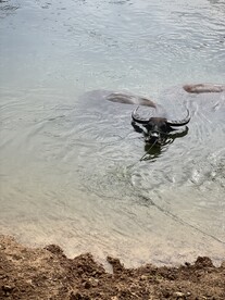 大水牛