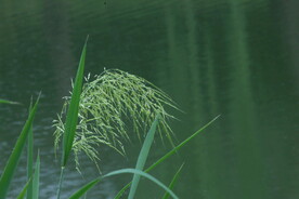 雨露草穗 