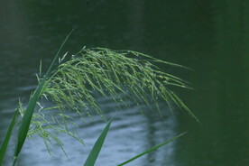 雨露草穗 