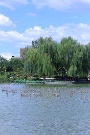 公园风景  