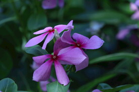 长春花