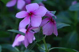 长春花