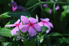 长春花