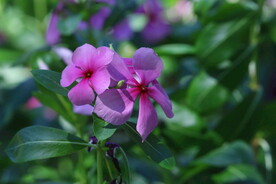 长春花 