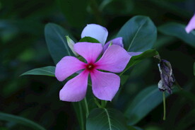 长春花 