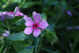 长春花 