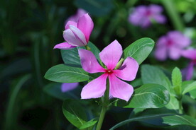 长春花 