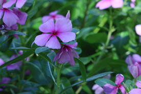 长春花 