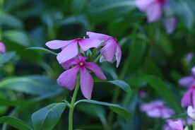 长春花 