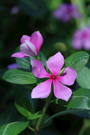 长春花
