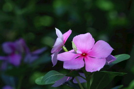 长春花