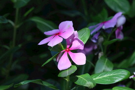 长春花