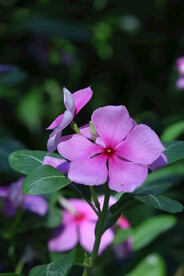 长春花