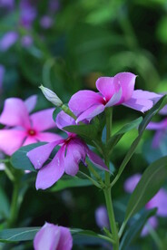 长春花 