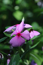 长春花 