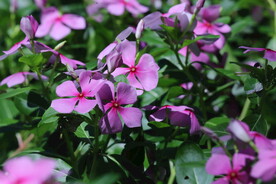长春花