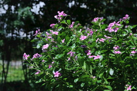 长春花 
