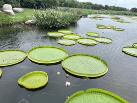 大王莲