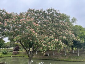 合欢